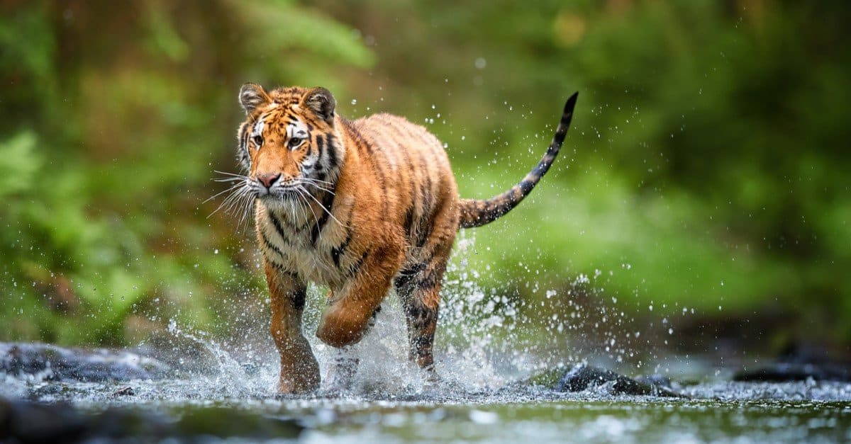 Siberian tiger vs bengal tiger