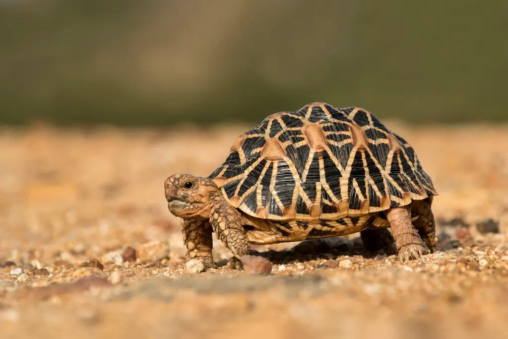 Turtle tortoise